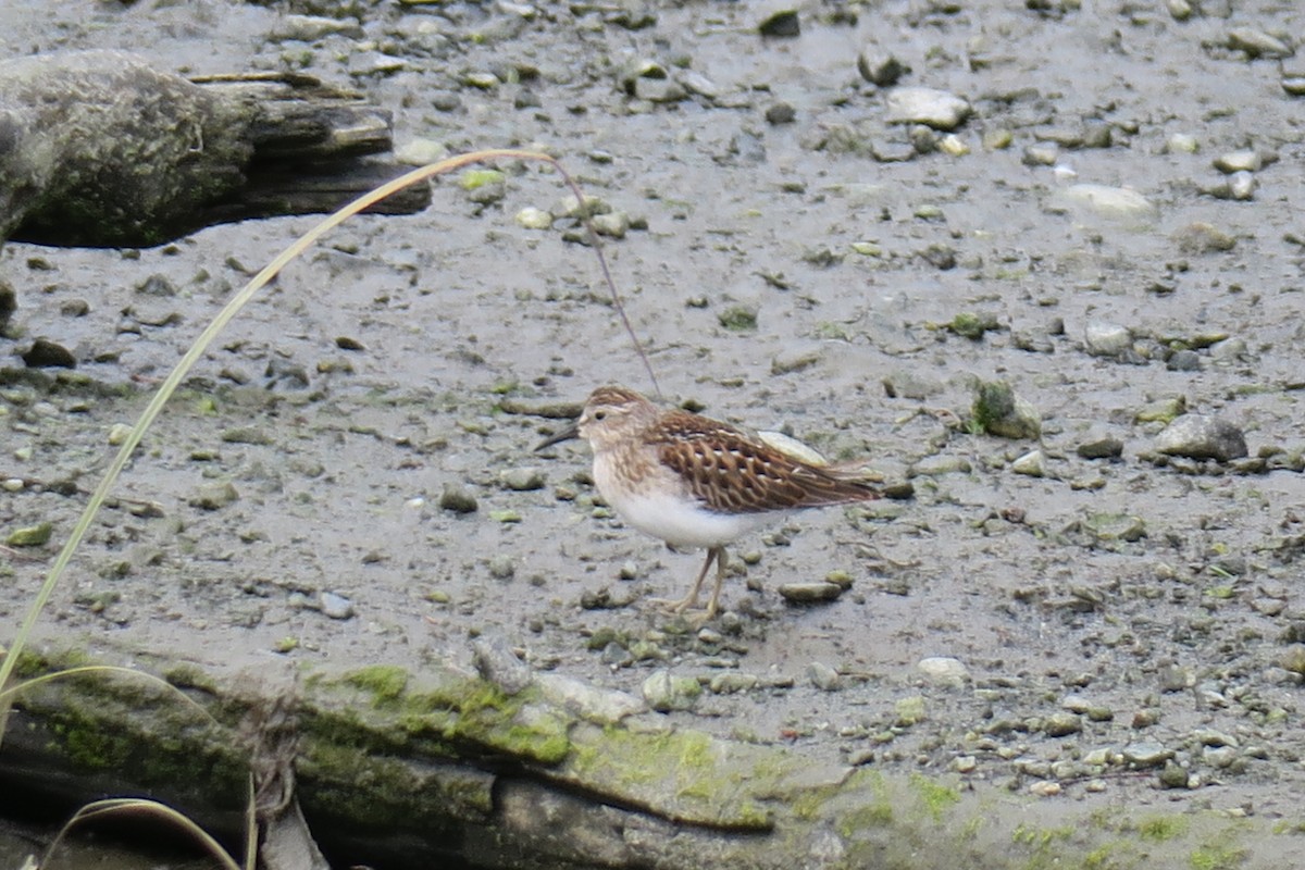 pygmésnipe - ML517842971