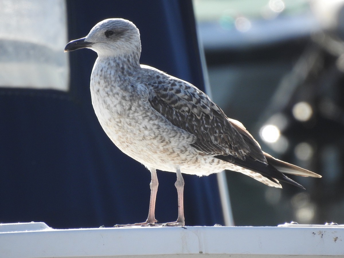 Yellow-legged Gull - ML517842991