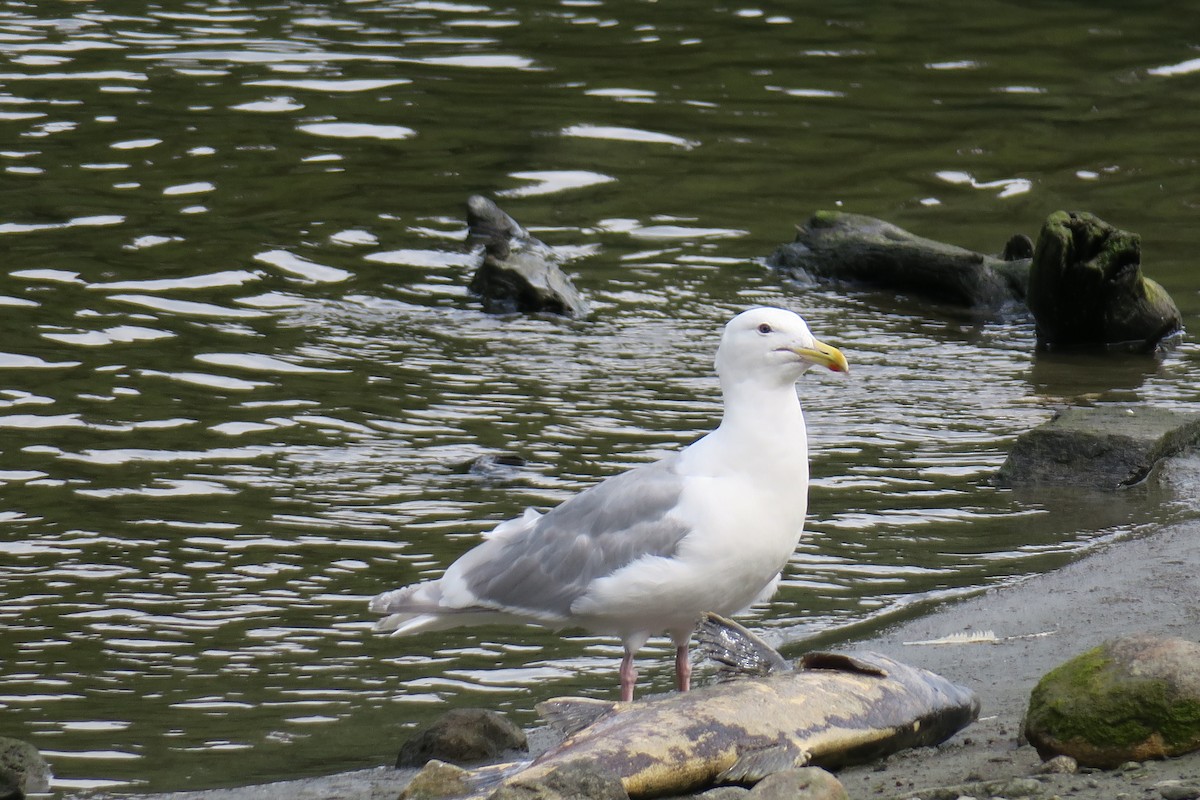 gråvingemåke - ML517843021