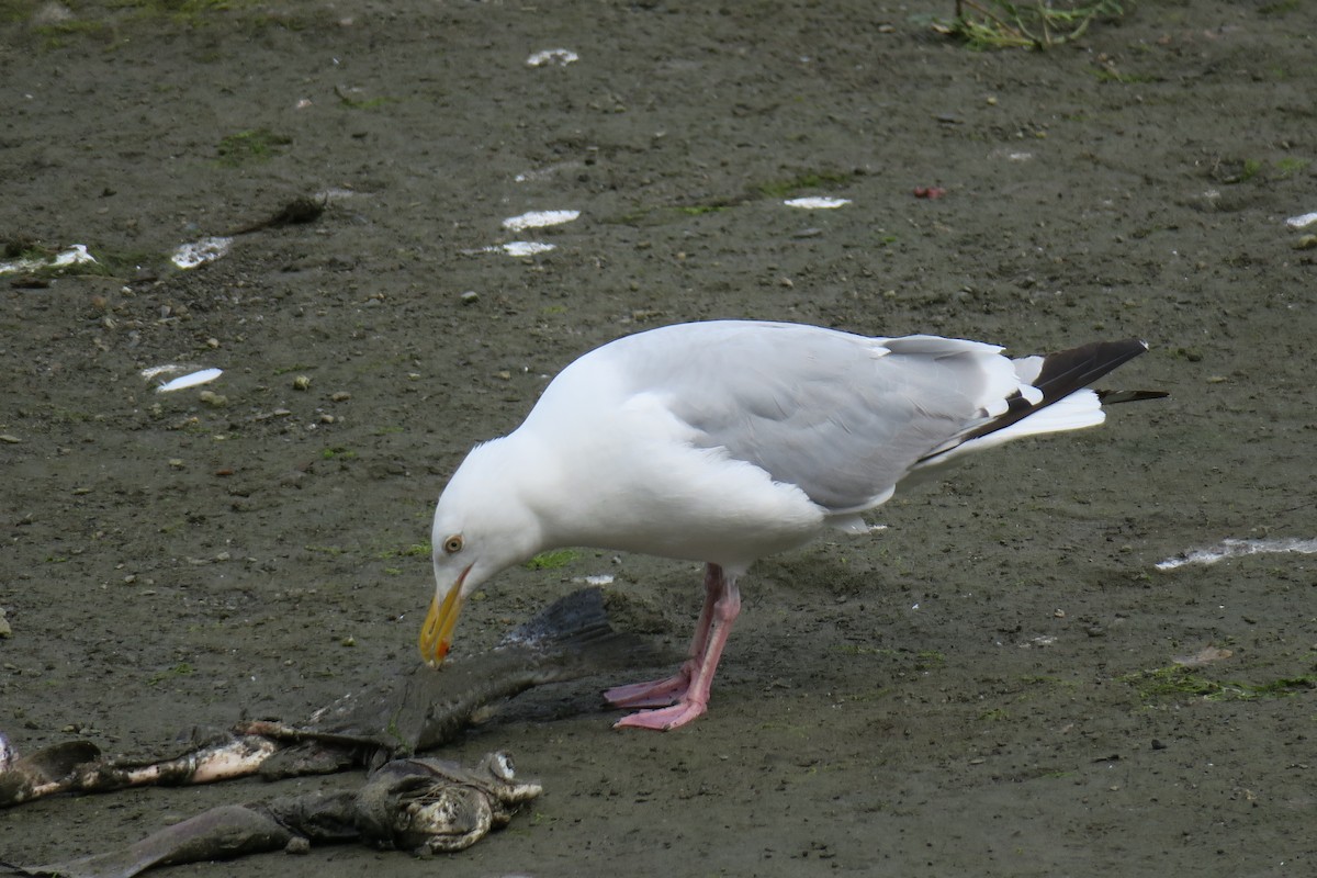 amerikagråmåke - ML517843071