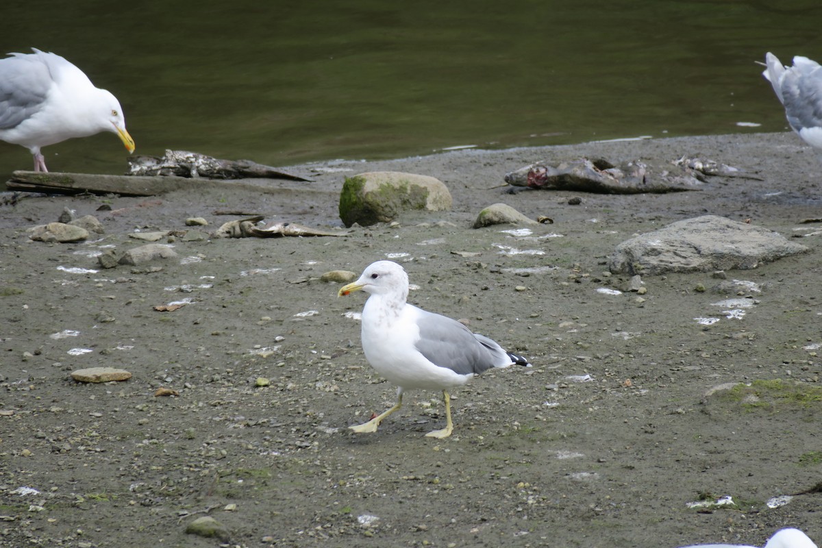 præriegråmåke - ML517843111