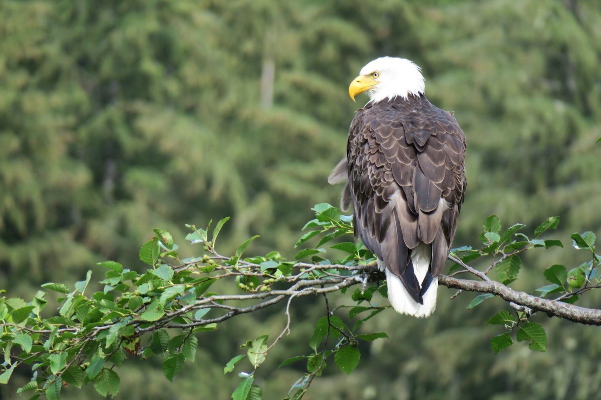 hvithodehavørn - ML517843621