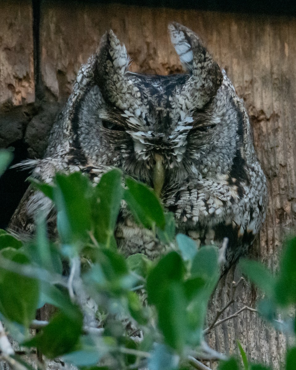 Eastern Screech-Owl - ML517843941