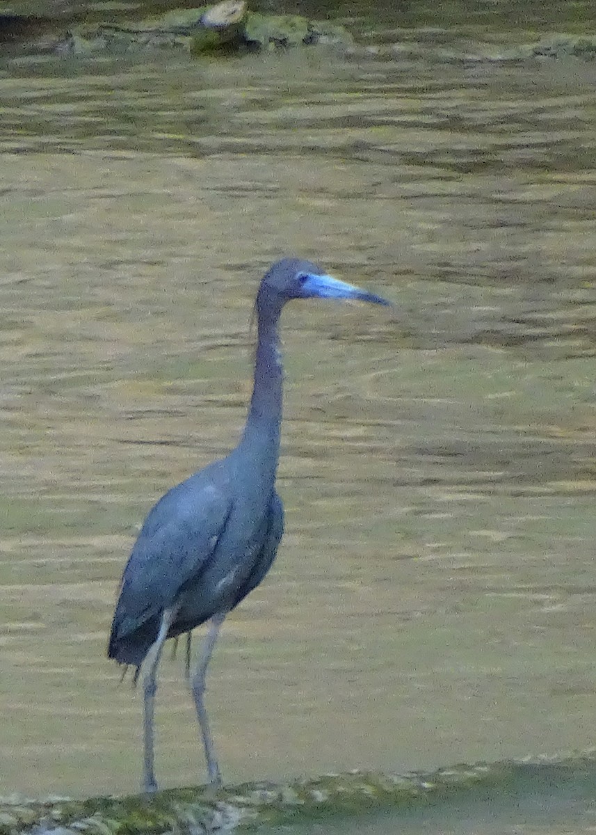 Garceta Azul - ML517843951