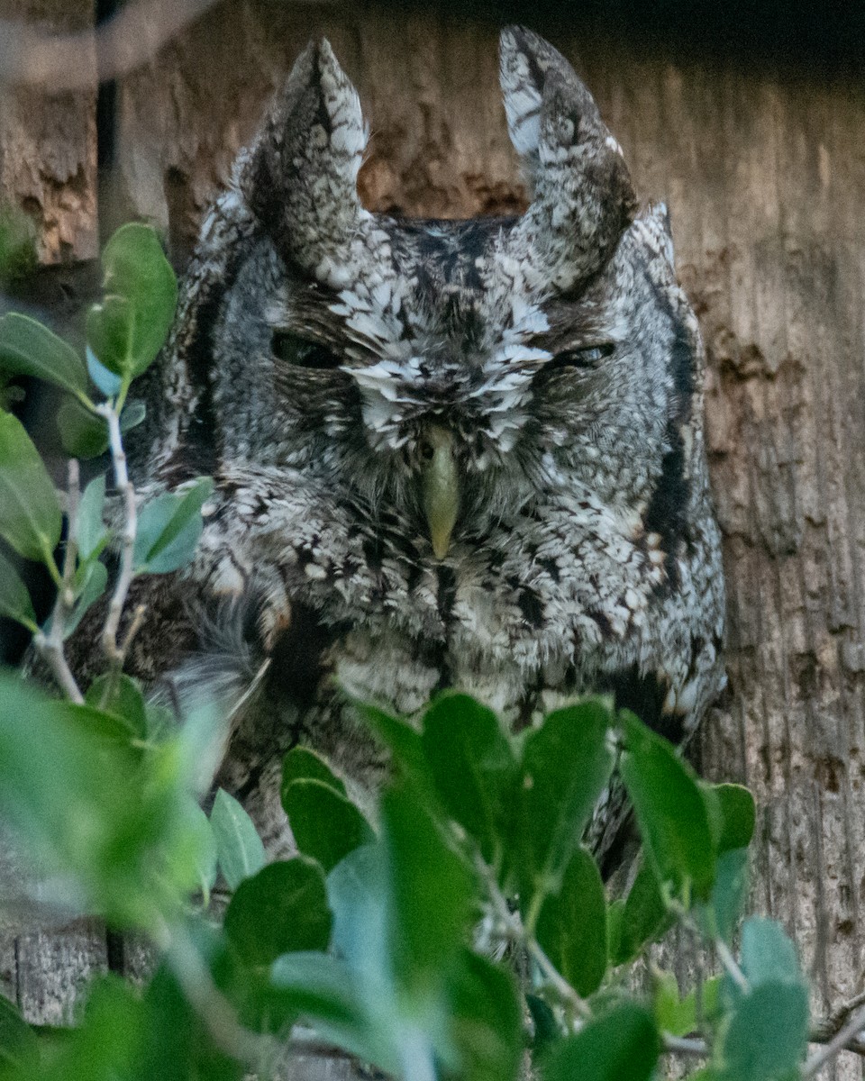 Eastern Screech-Owl - ML517845691