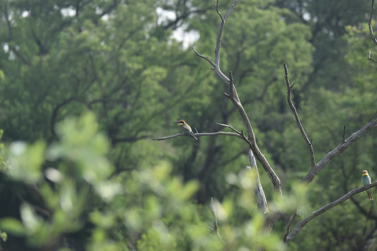 European Bee-eater - Alex Buxton