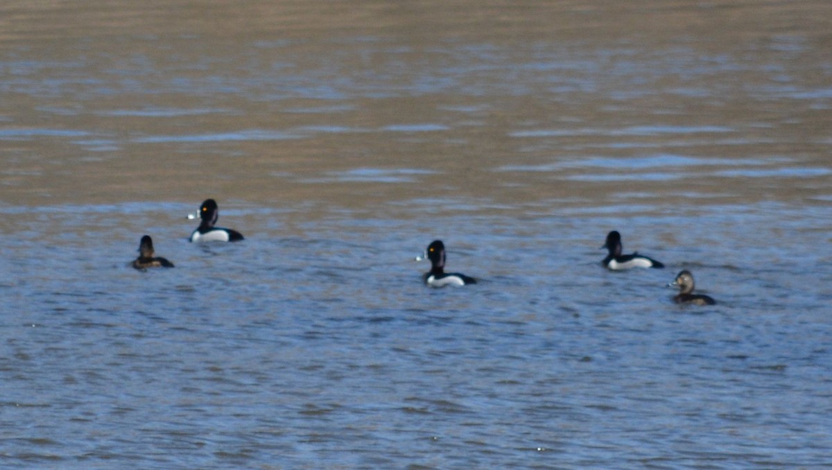 Ring-necked Duck - ML51784641