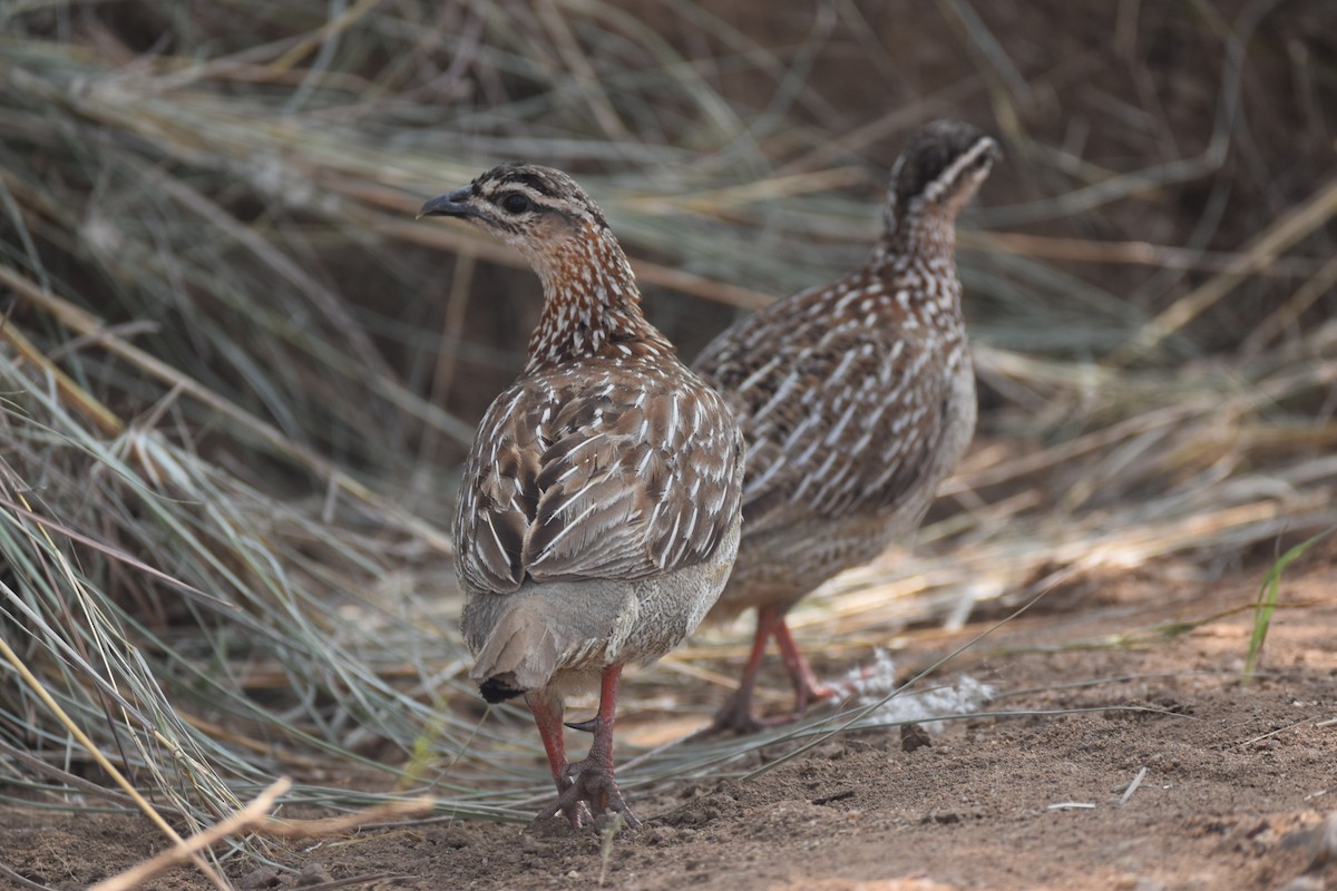 Crested Francolin (Crested) - Alex Buxton