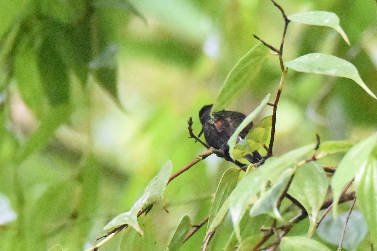 Colibri à ventre noir - ML517847091