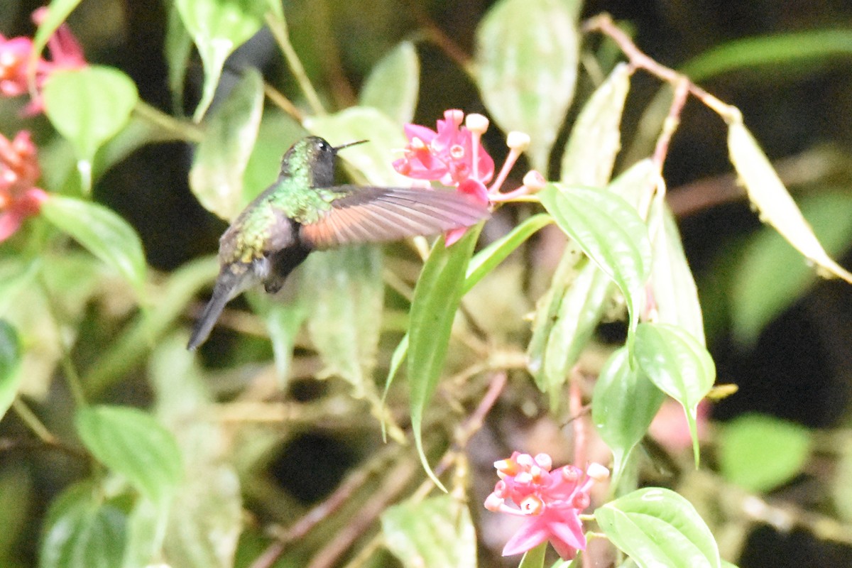 Colibrí Ventrinegro - ML517847101