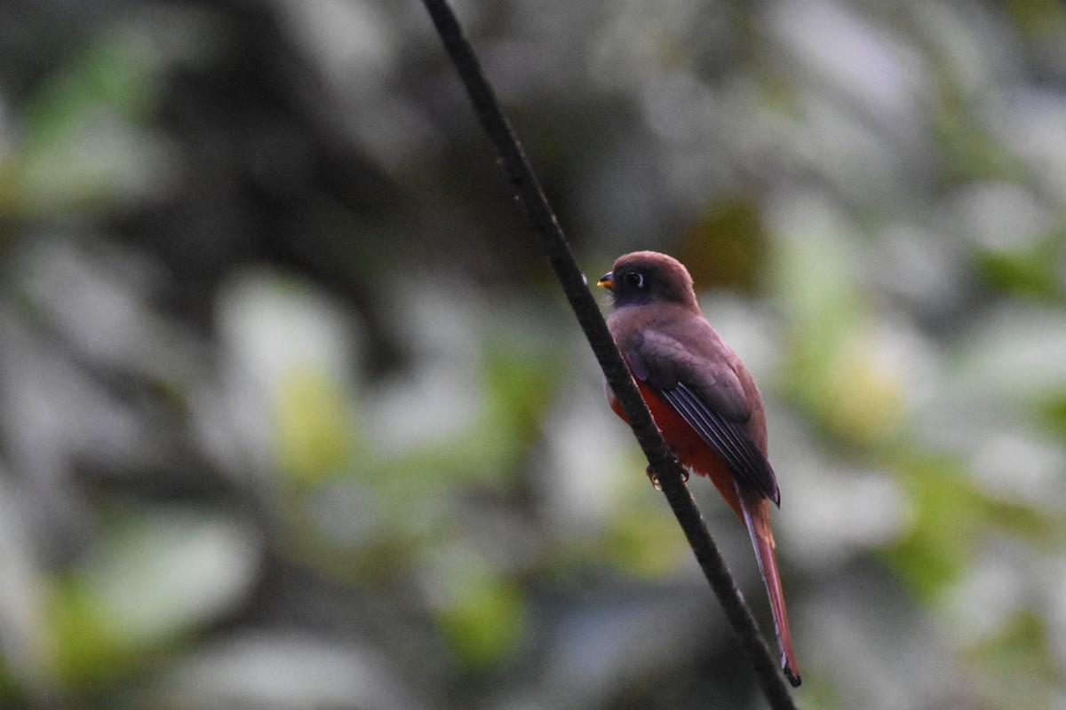 trogon límcový - ML517847141