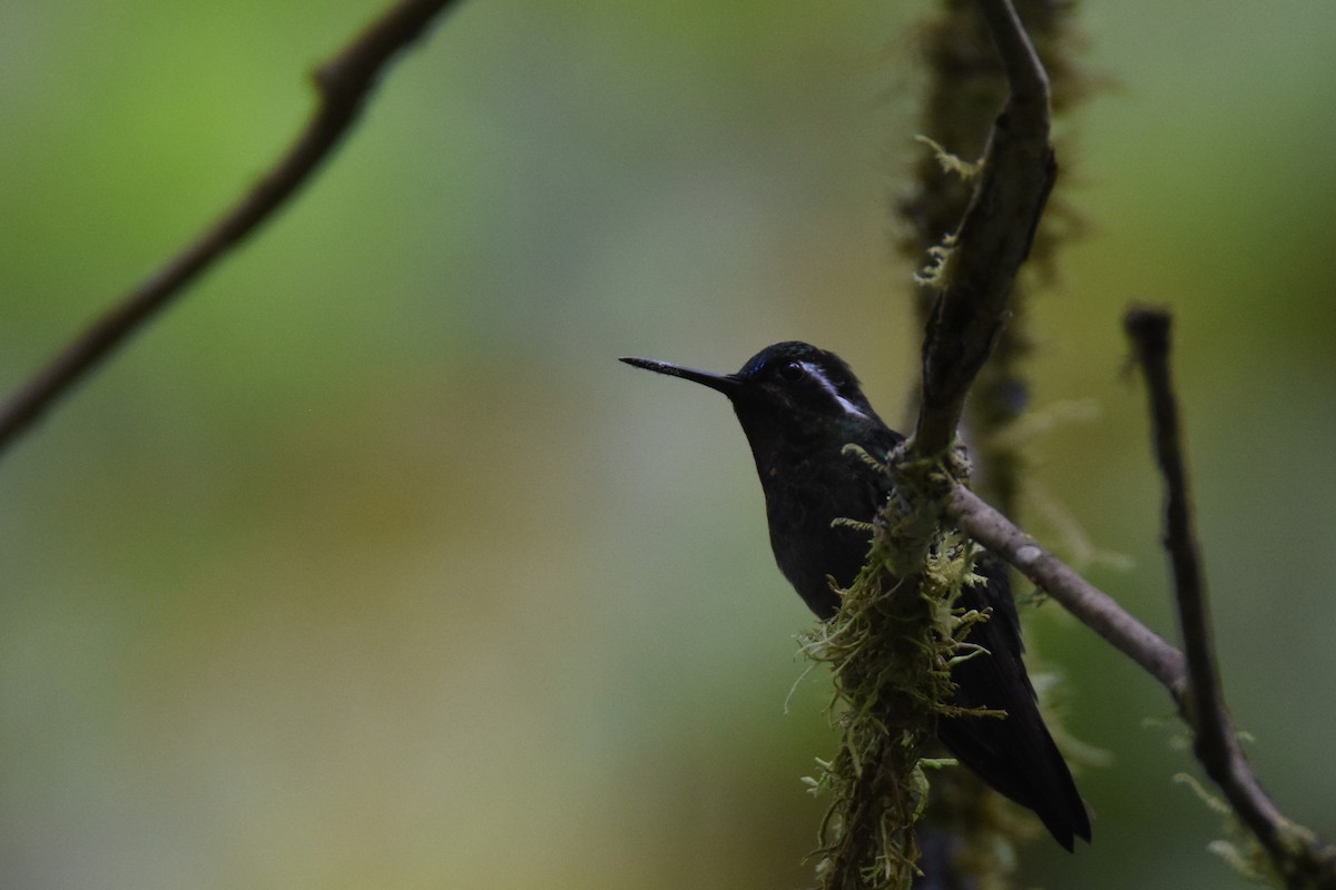 Purple-throated Mountain-gem - ML517847271