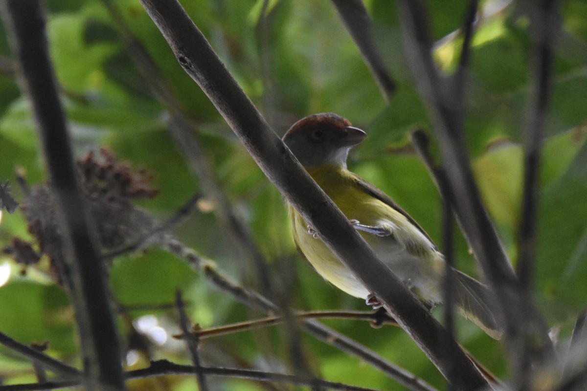 Rufous-browed Peppershrike - ML517848731