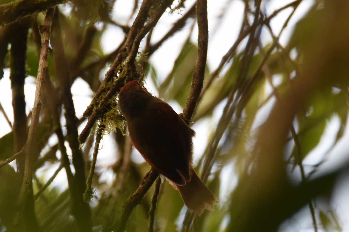 Red-faced Spinetail - ML517848961