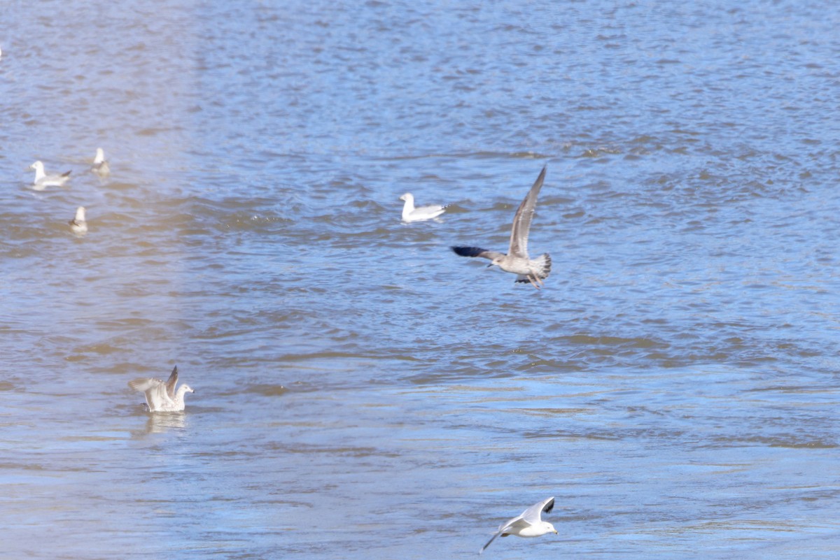 Lesser Black-backed Gull - ML517849021