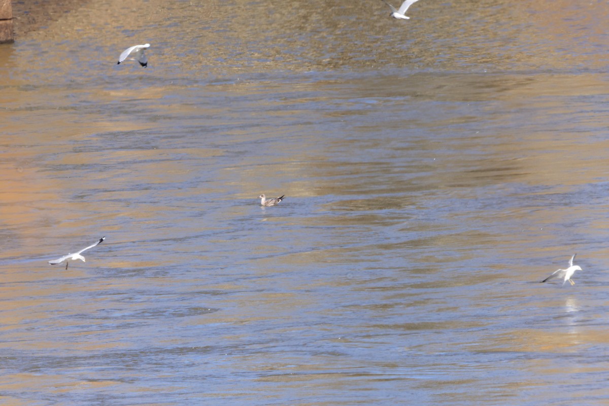 Lesser Black-backed Gull - ML517849041