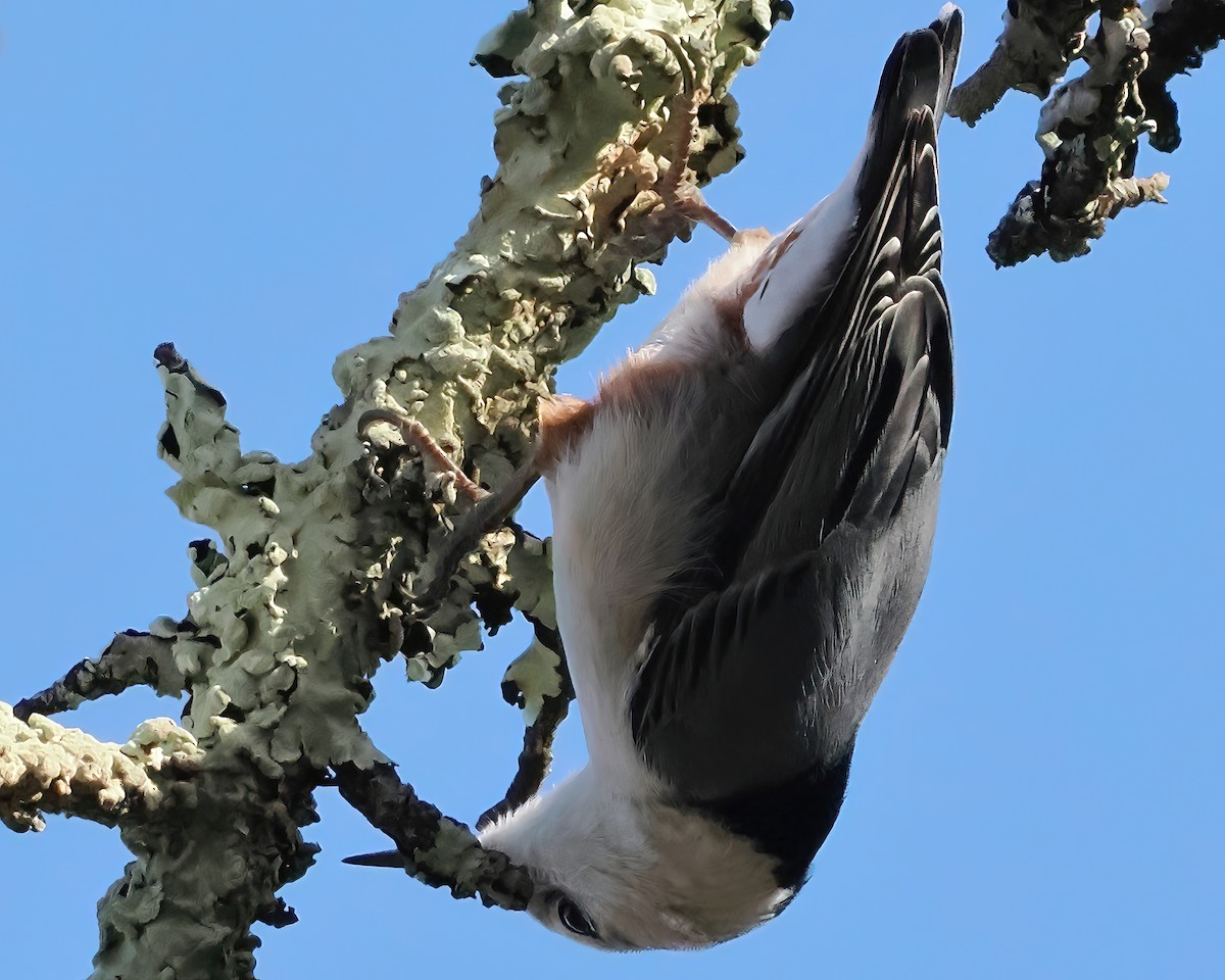 White-breasted Nuthatch - ML517849121