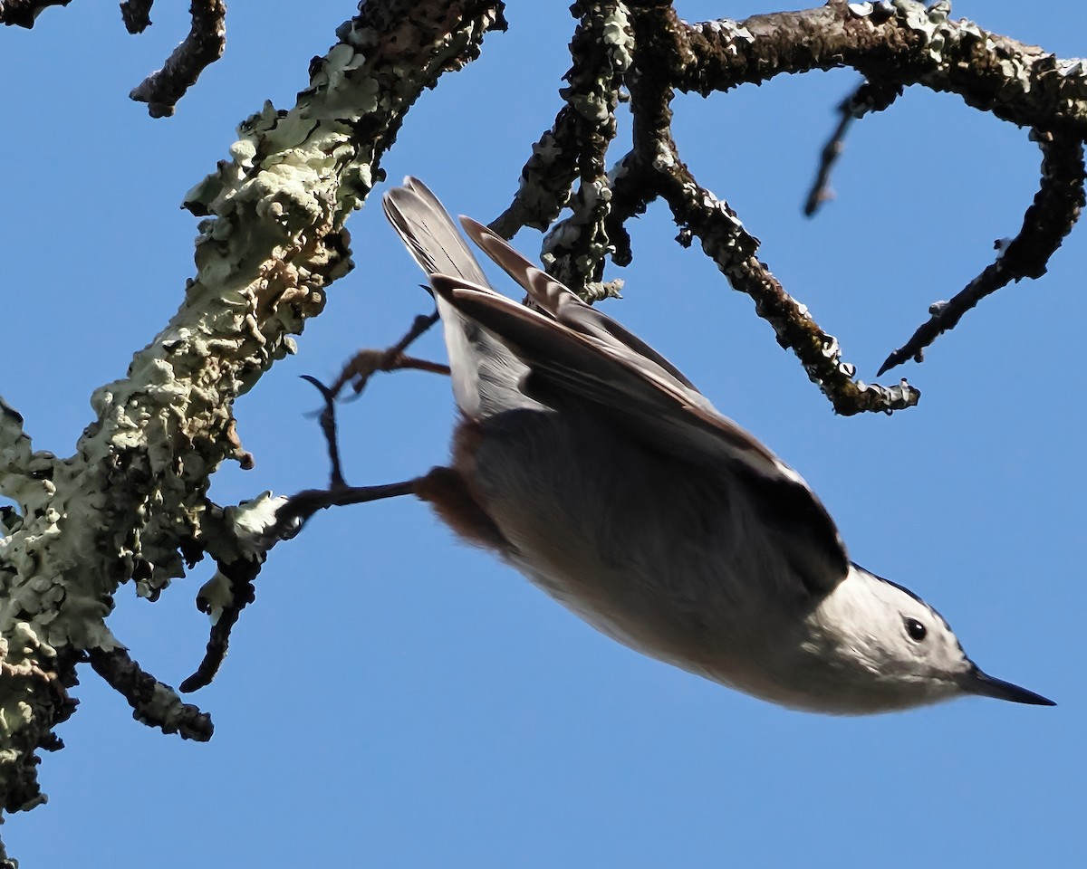 White-breasted Nuthatch - ML517849261