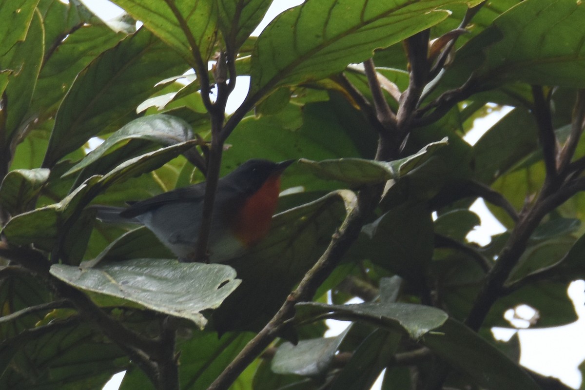 Flame-throated Warbler - ML517849311