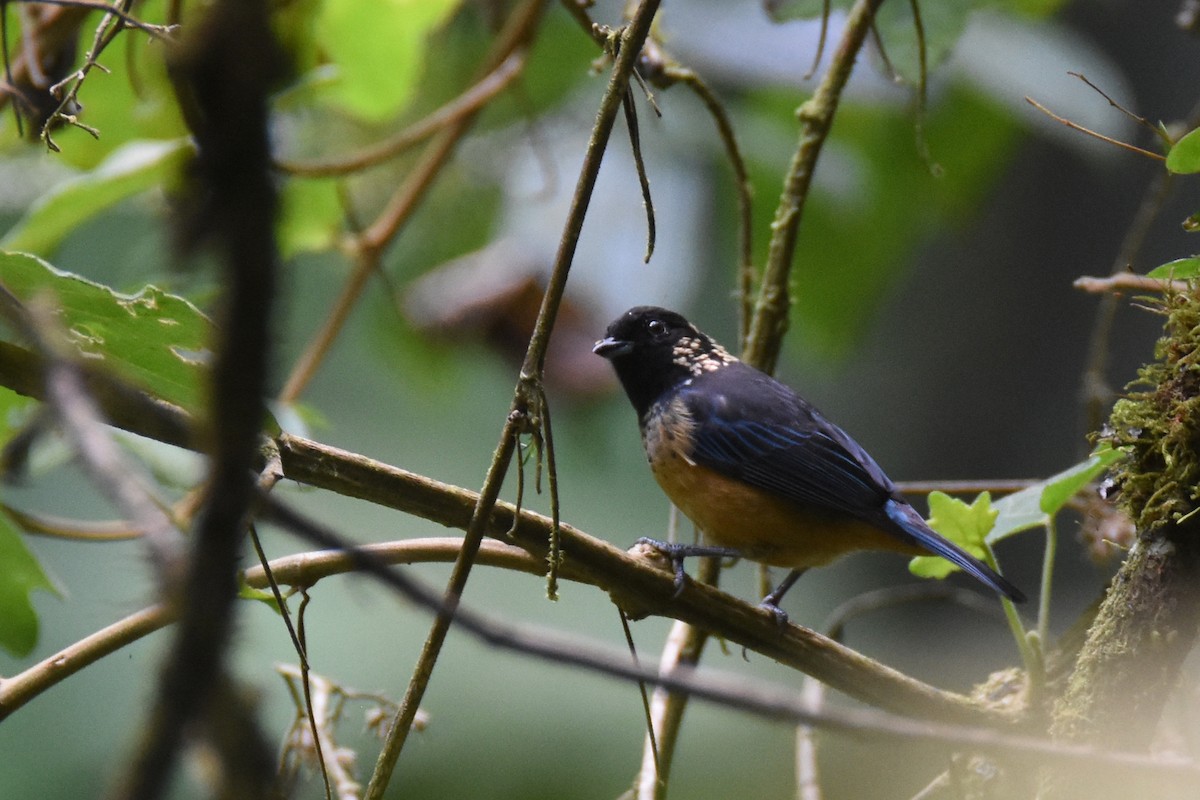 Spangle-cheeked Tanager - ML517849371