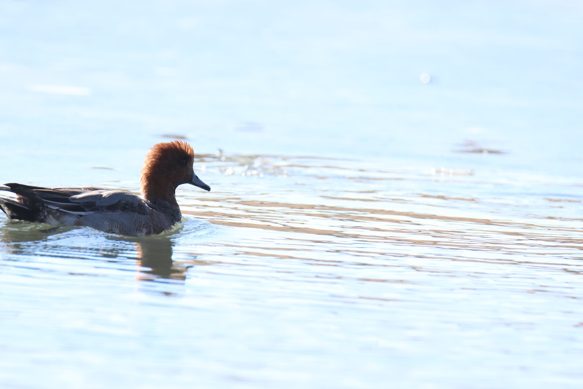 Зээрд нугас - ML517849581