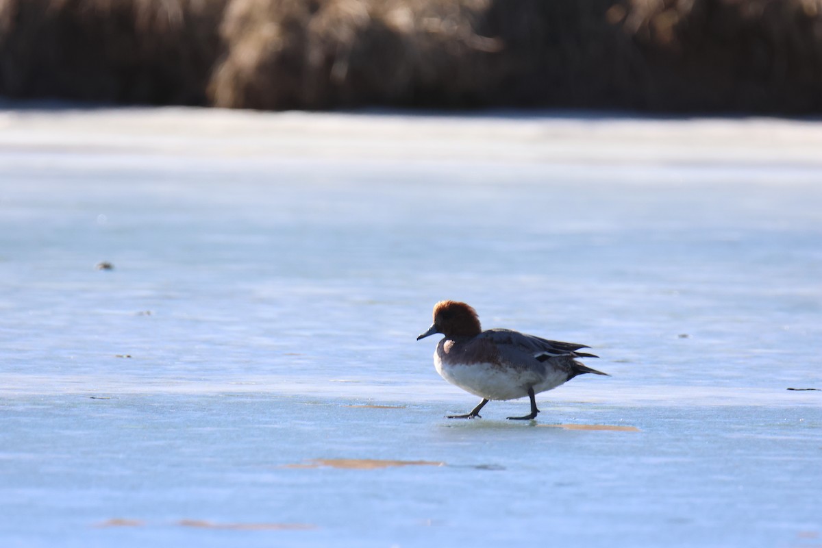 Зээрд нугас - ML517849591