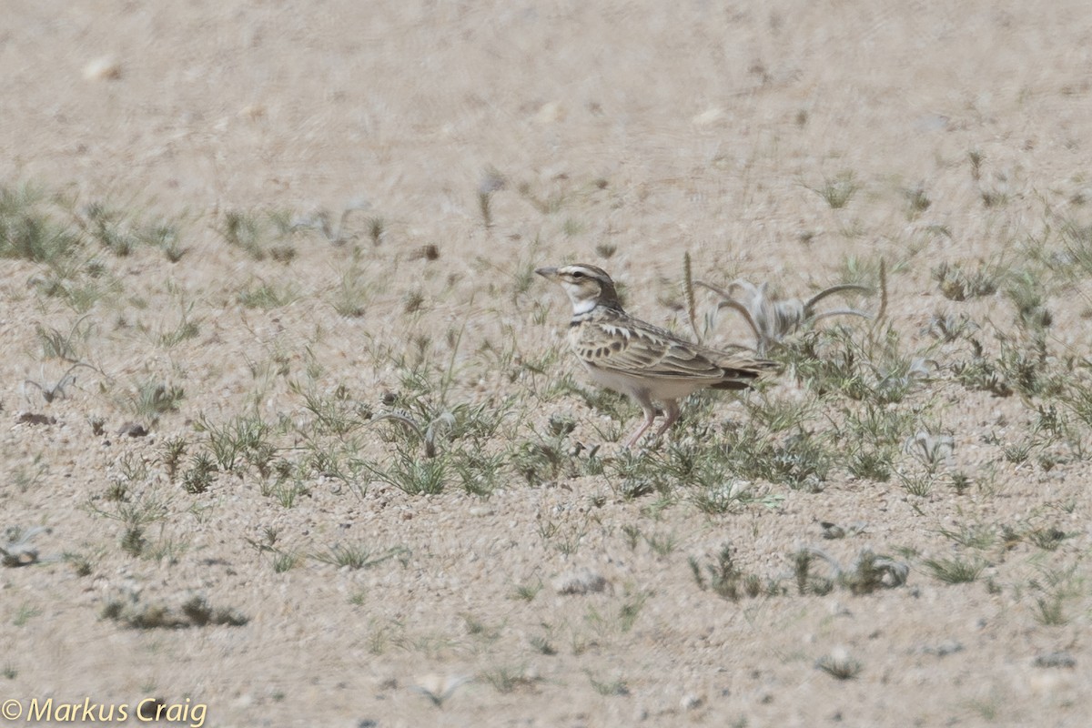 Bimaculated Lark - ML51784961