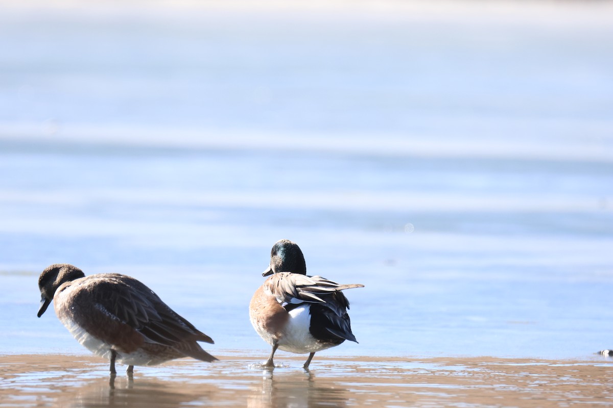 American Wigeon - ML517849641
