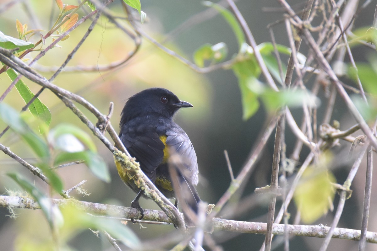 Black-and-yellow Silky-flycatcher - ML517849701