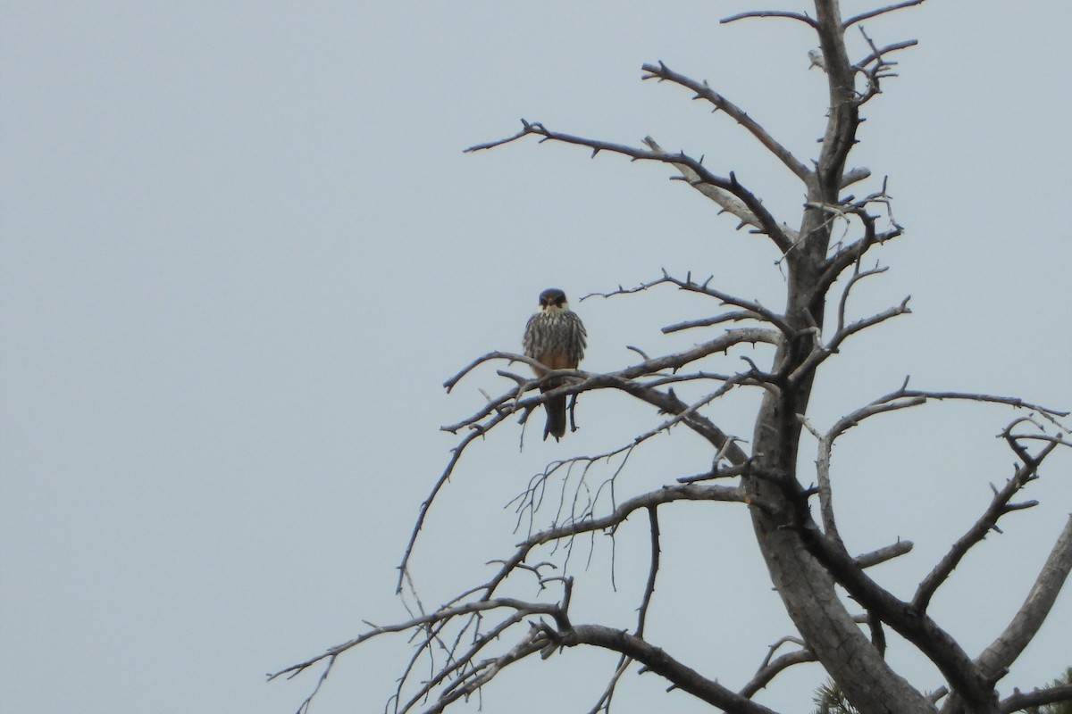 Eurasian Hobby - ML517850451