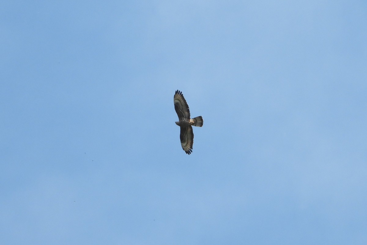 European Honey-buzzard - Miguel Martín Jiménez