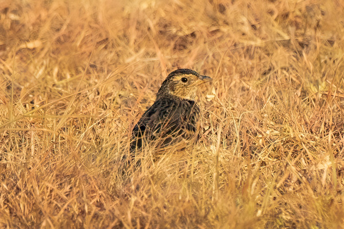 White-tailed Lark - ML517851401