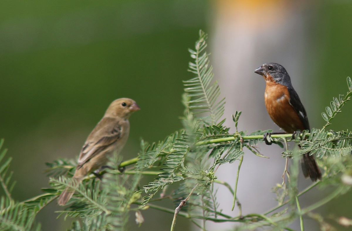 Ruddy-breasted Seedeater - ML517851801