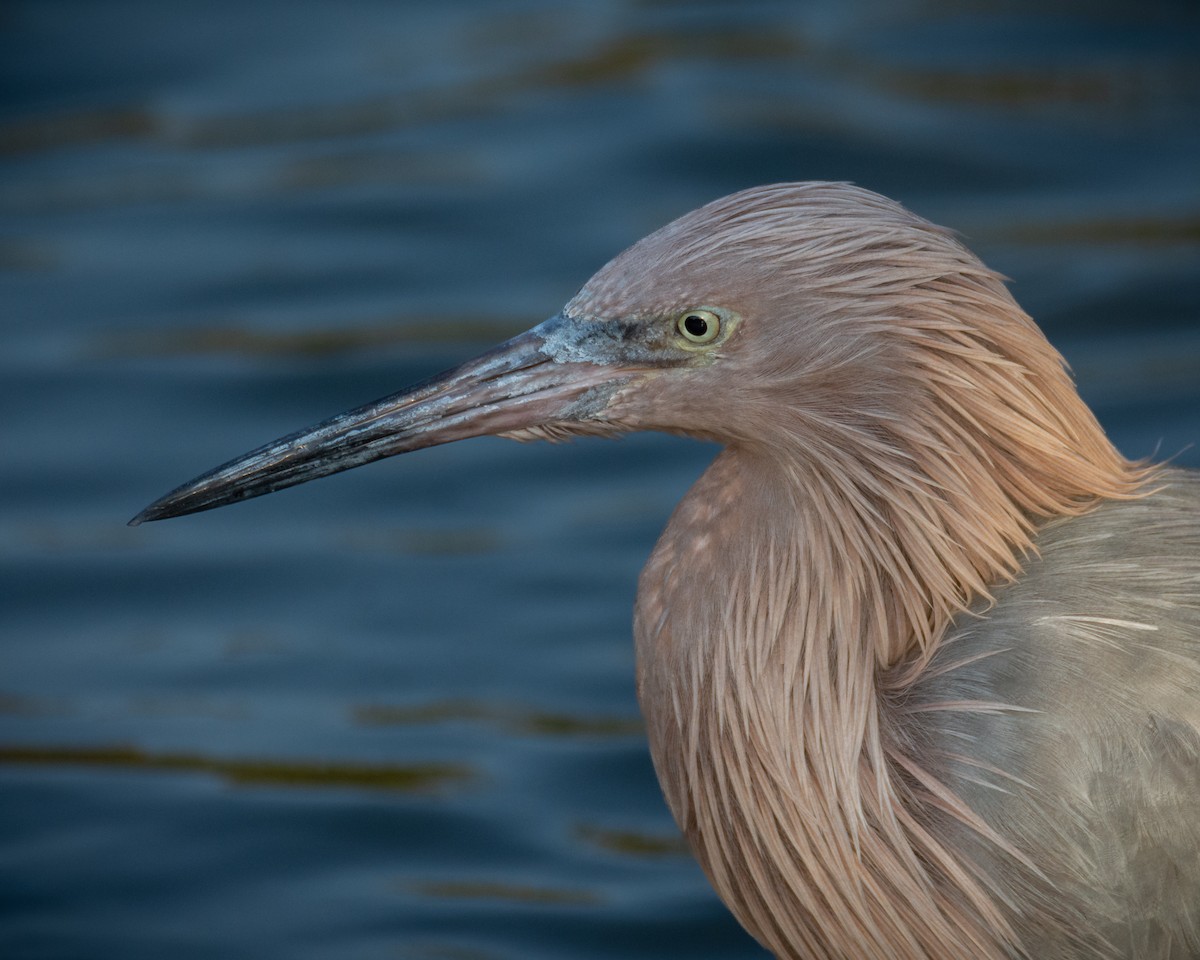 Reddish Egret - ML517852131