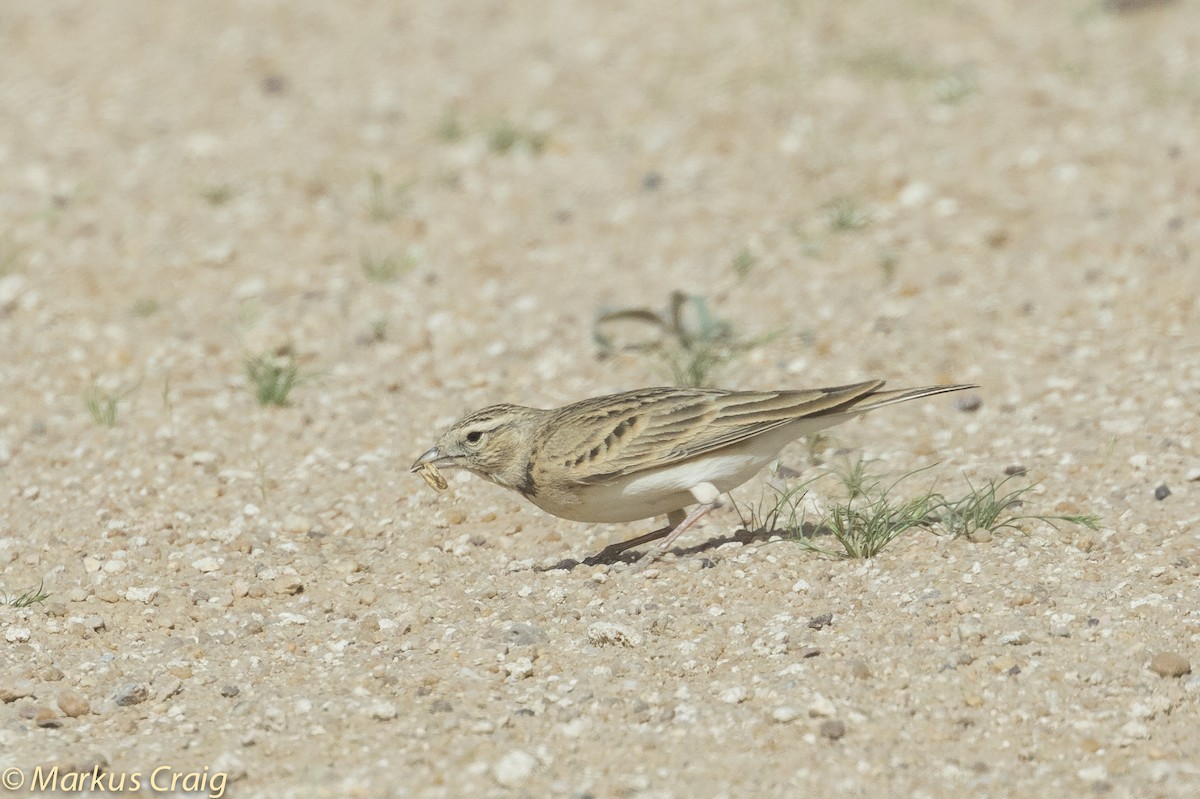 Greater Short-toed Lark - ML51785281