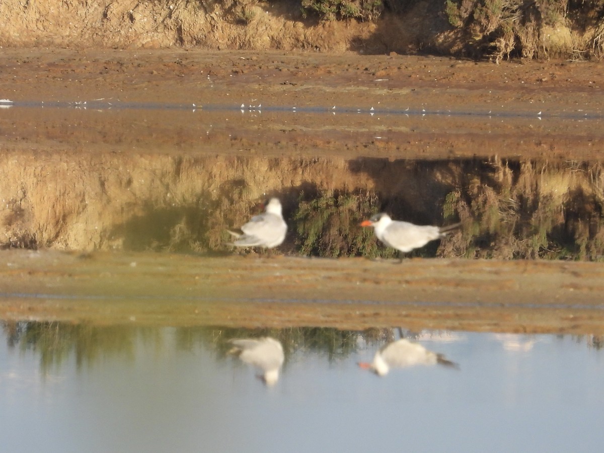 Caspian Tern - christopher stuart elmer