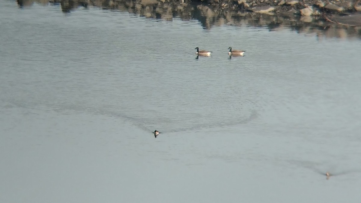 Red-breasted Merganser - ML517854241