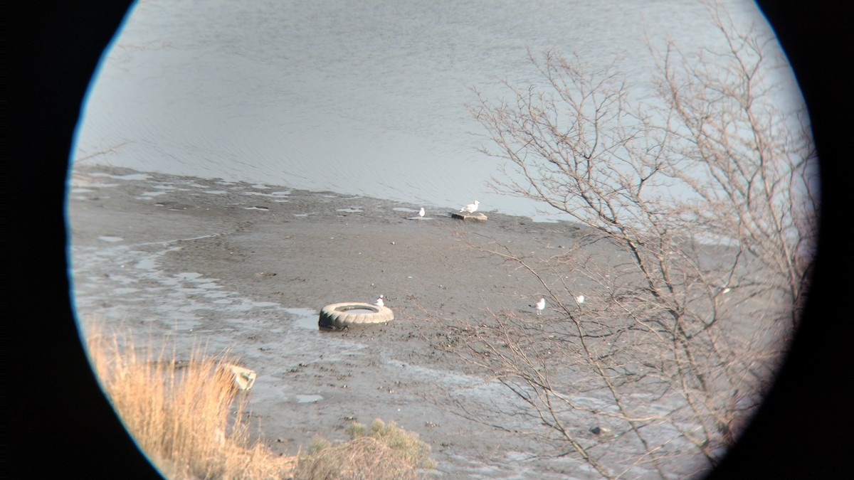 Ring-billed Gull - ML517854361