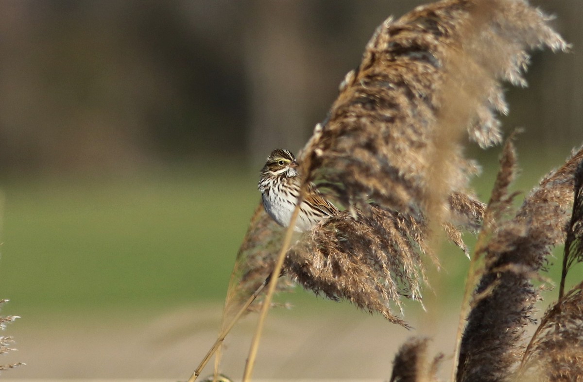 Savannah Sparrow - Steven Glynn