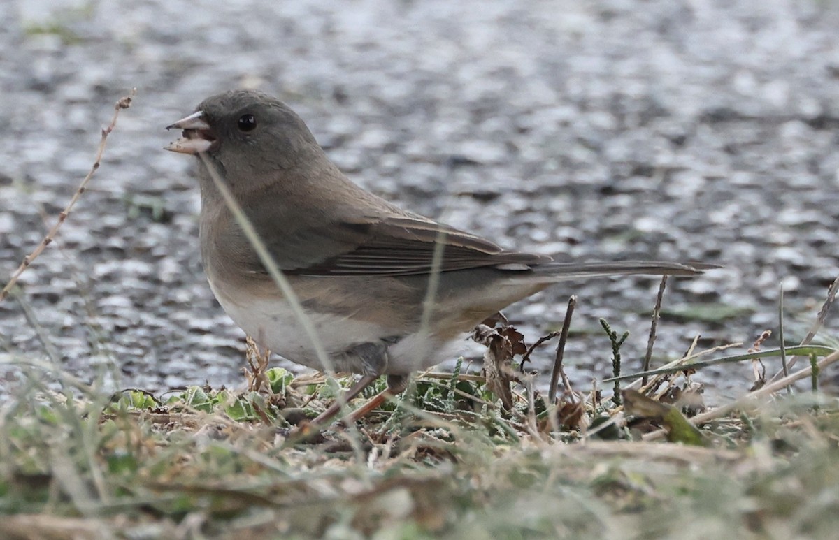 Dark-eyed Junco - ML517855251