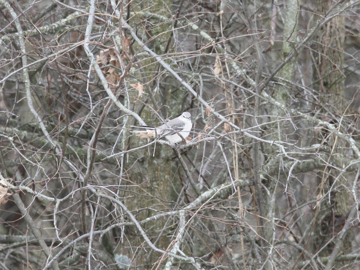 Northern Mockingbird - ML517855521