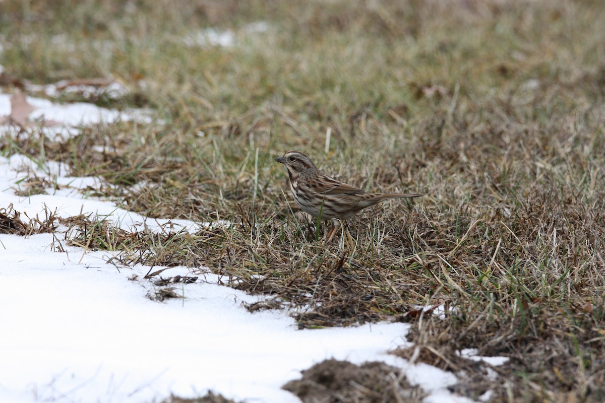 Song Sparrow - ML517855661