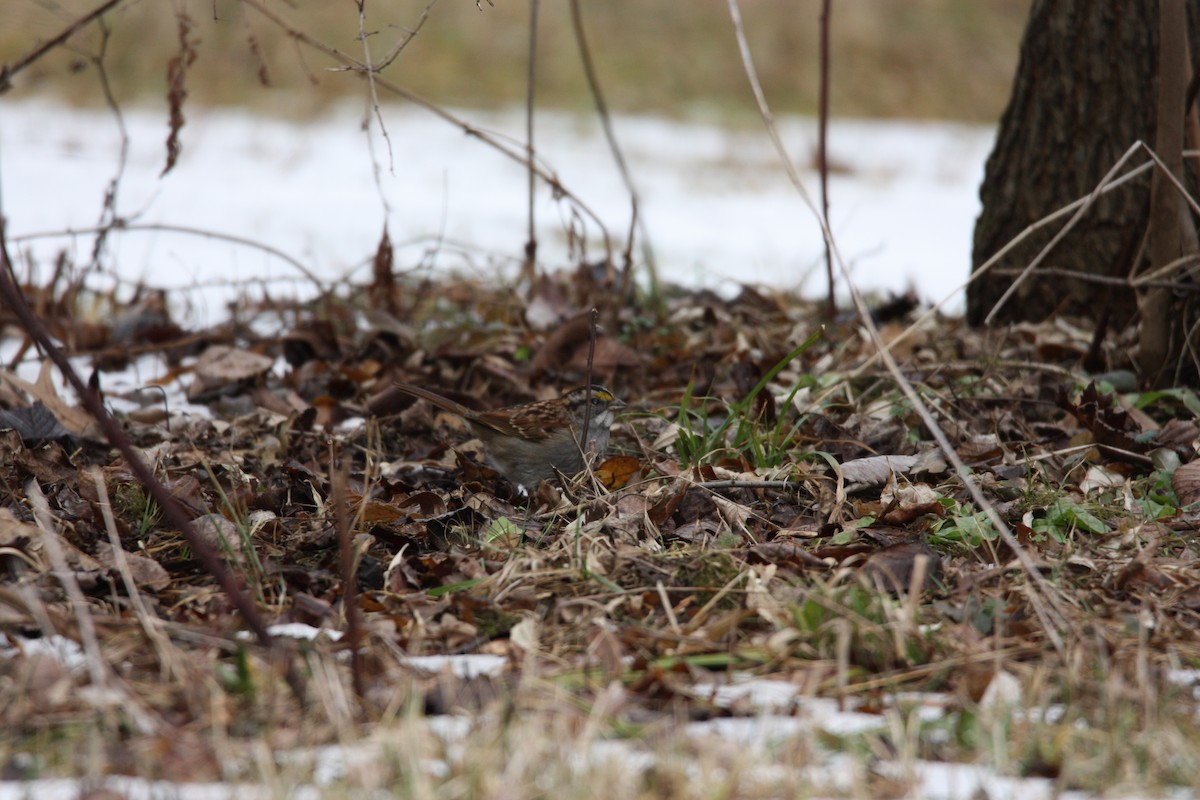 White-throated Sparrow - ML517855731