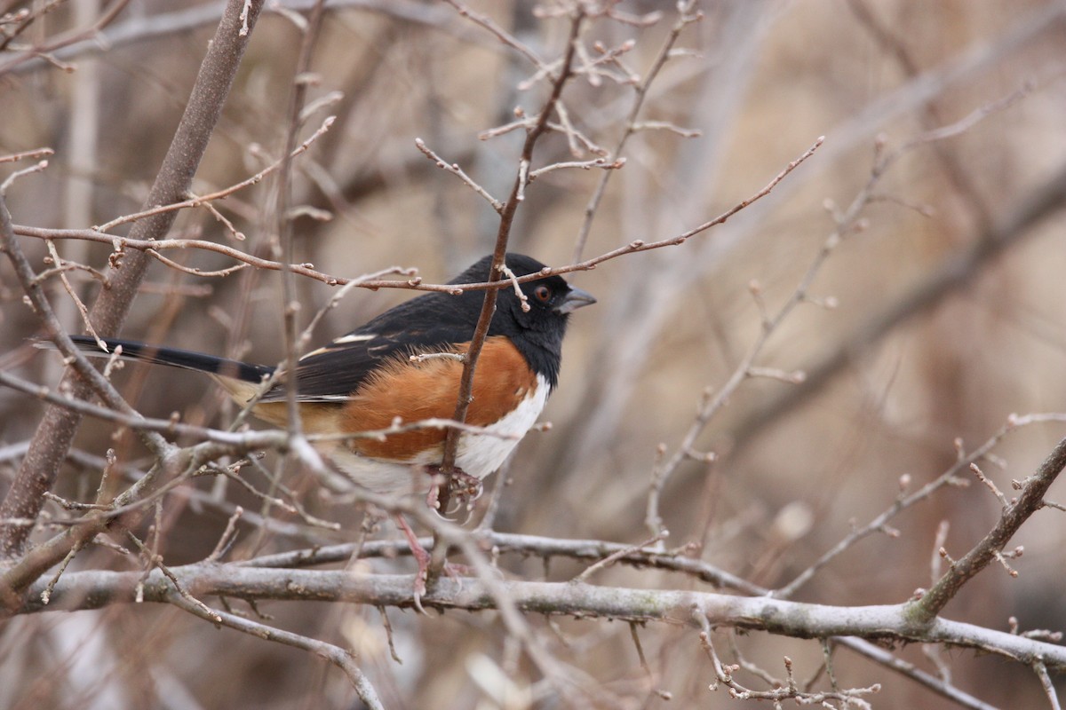 Eastern Towhee - ML517856021