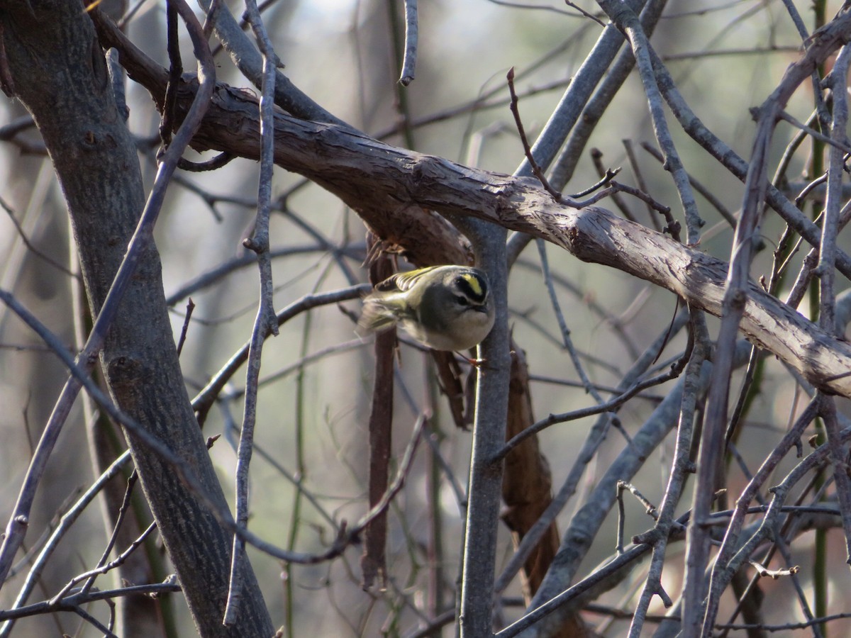 Golden-crowned Kinglet - ML517857421