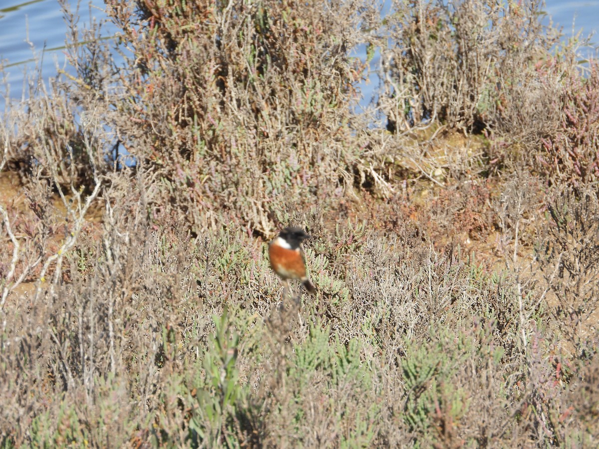 European Stonechat - ML517857841