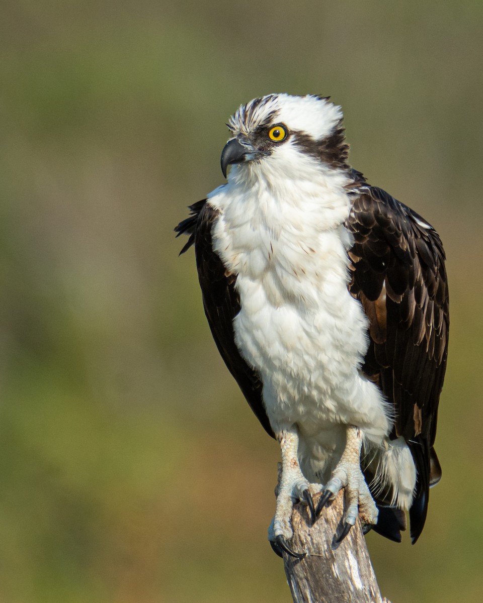 Osprey - ML517859041