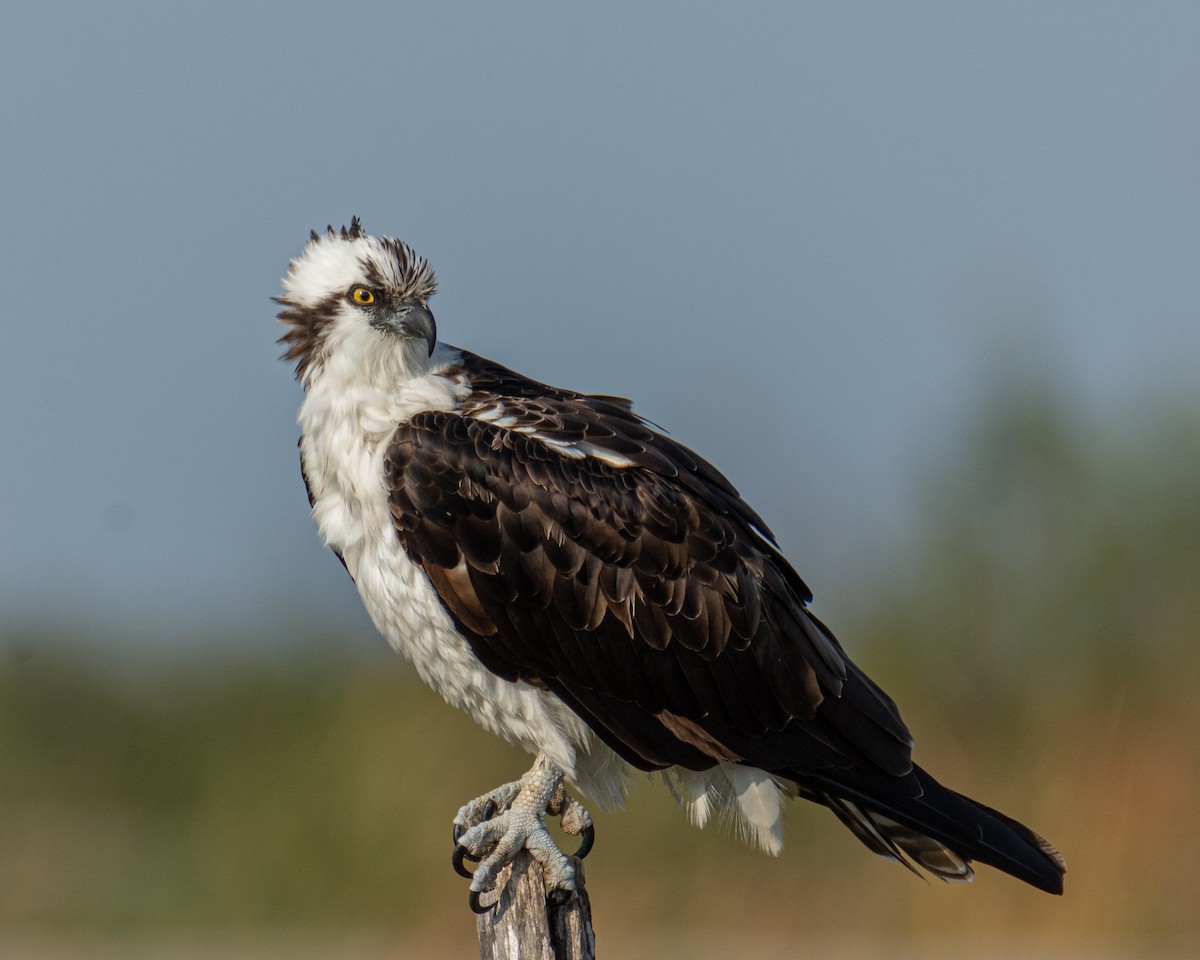 Osprey - ML517859131