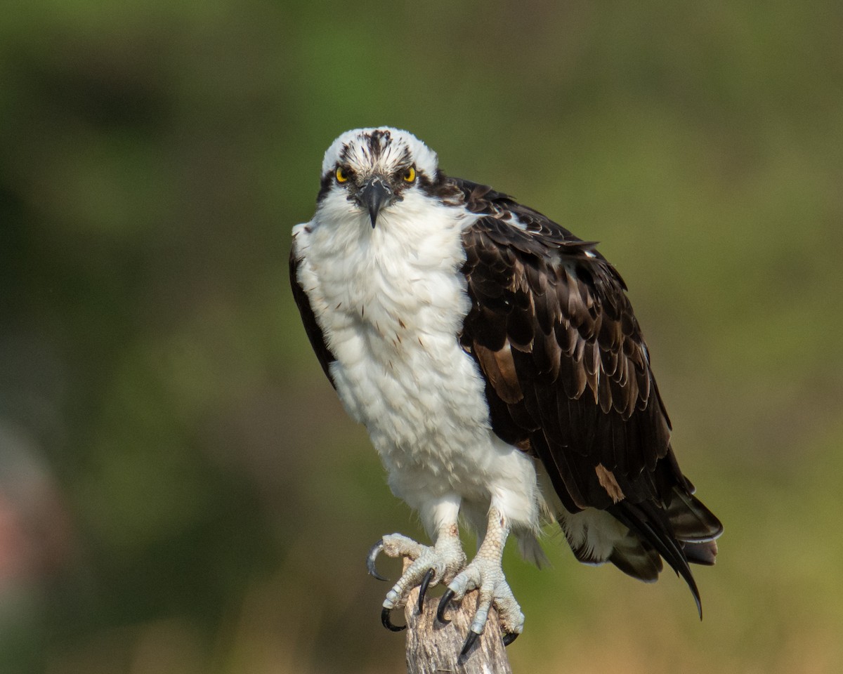 Osprey - ML517859261