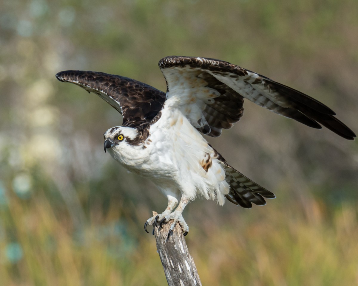 Osprey - ML517859321